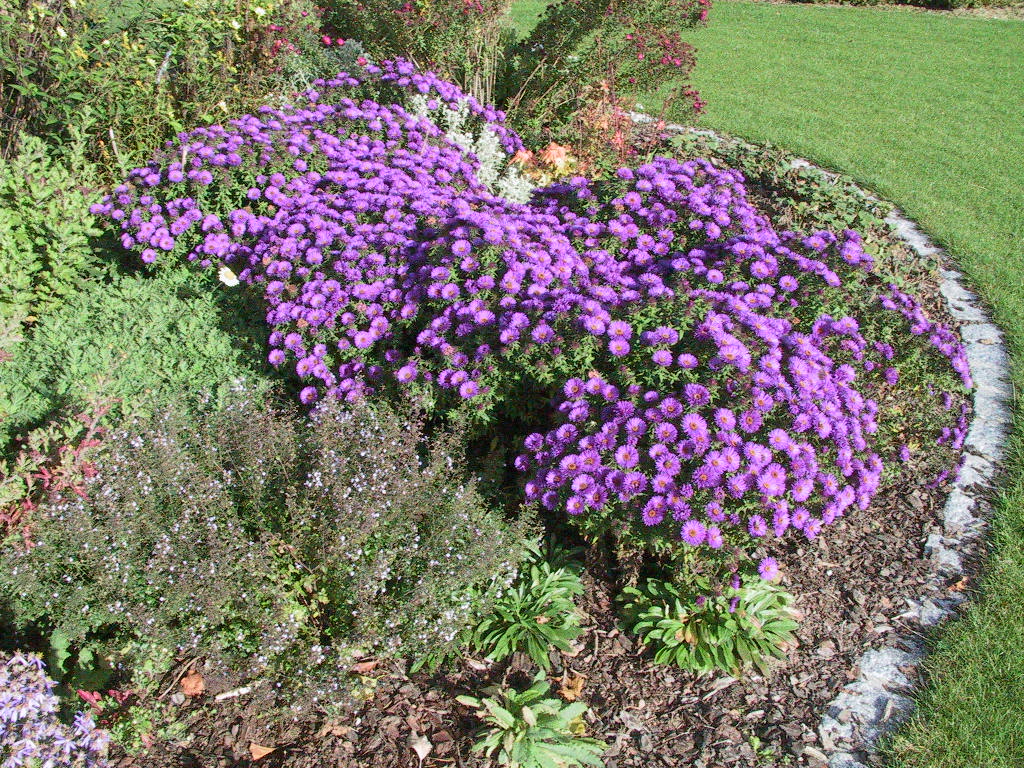 Aster novae-angliae Purple Dome -Beet.JPG